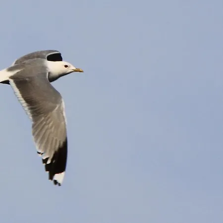 Keitaanniemen Lomamoekki 木屋 Haapamäki